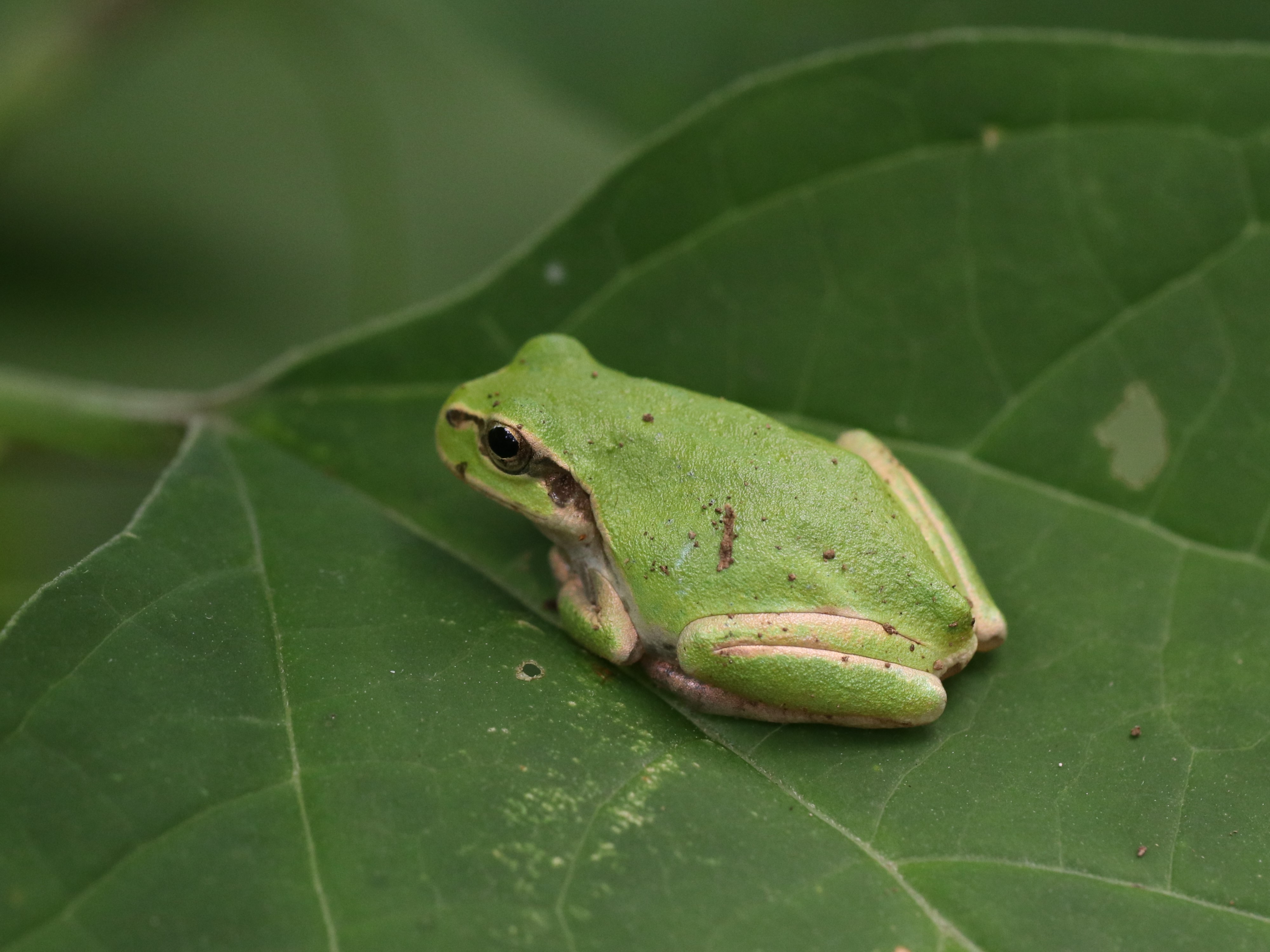アマガエル